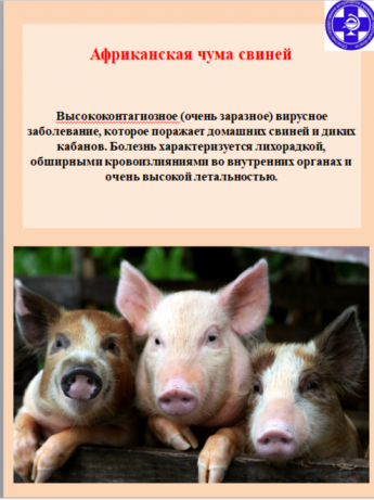 В г. Усолье-Сибирское и Усольском районе Иркутской области стартовал месячник «ЛЕТНИЙ ВЕПРЬ»