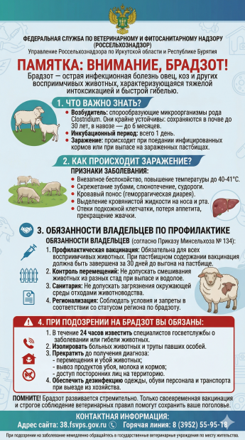 Брадзот овец – острое инфекционное заболевание